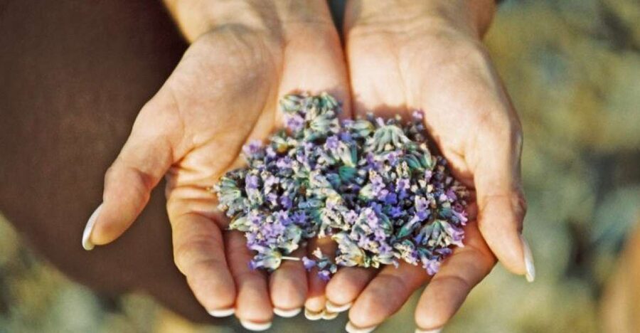 3-Hour Lavender Tour from Hvar - Lavender Fields Near Brusje: Why This Hvar Tour Feels Worth Your Time