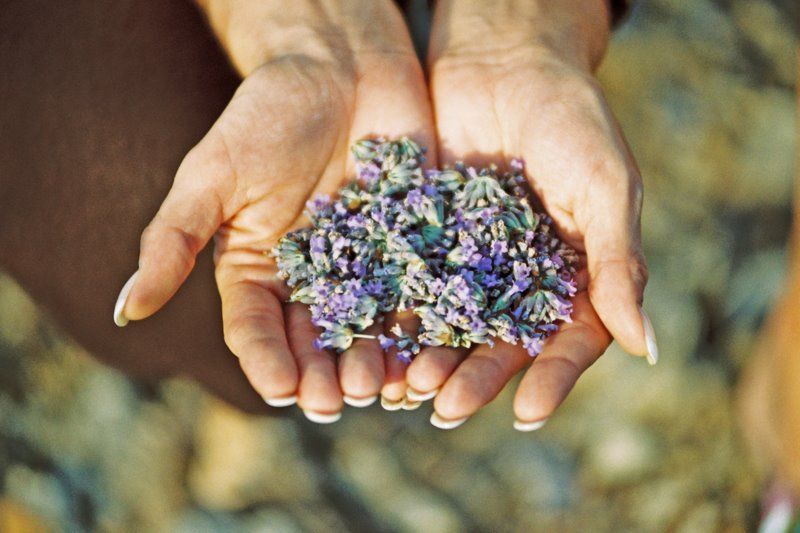 3-Hour Lavender Tour from Hvar - Hvar Lavender Fields by Brusje: Walk, Scent, and What to Actually Look For