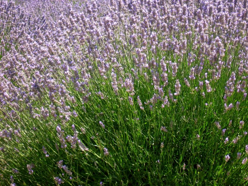 3-Hour Lavender Tour from Hvar - The Views and the Takeaway: What This Tour Teaches You About Hvar