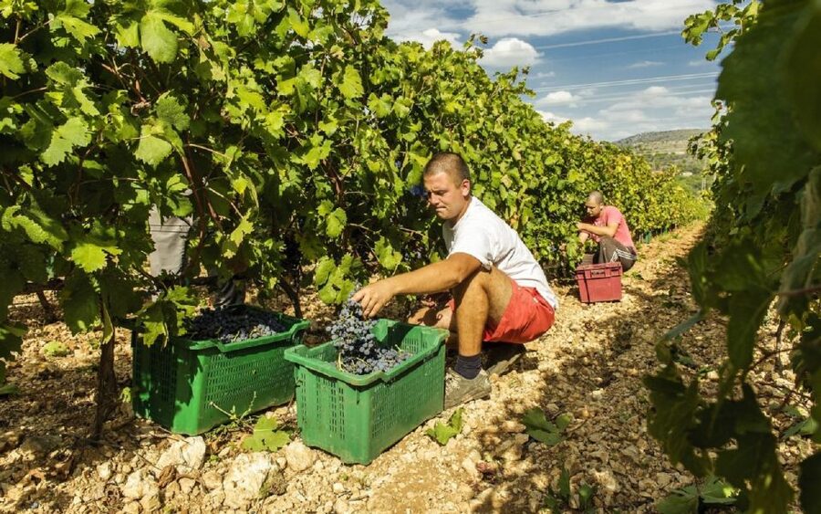 Dalmatian Delights: Food & Wine Tour from Split or Trogir - Key highlights I’d target