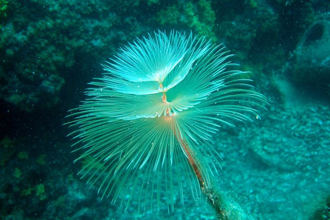 Diving day tour with 2 dives - Getting on the boat around 10 a.m.: briefings that matter