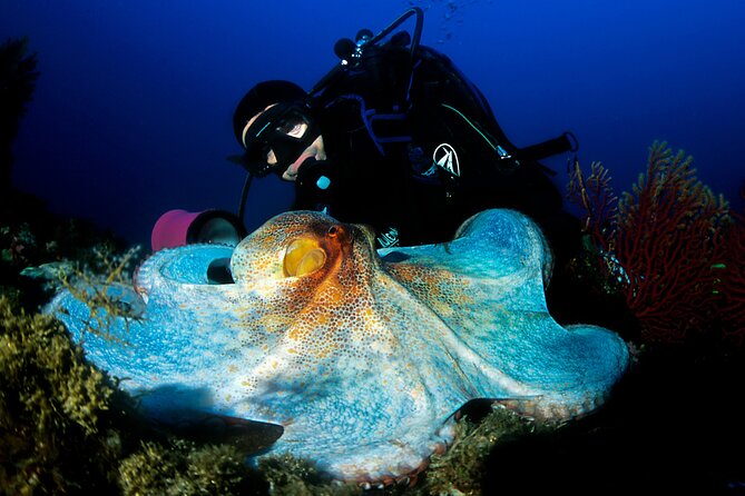 Diving day tour with 2 dives - Session 1: what you do, what you should watch for