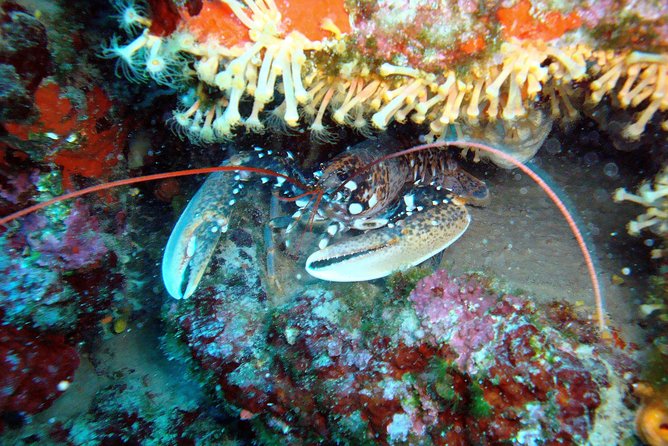 Diving day tour with 2 dives - Session 2: how the second stop can be different