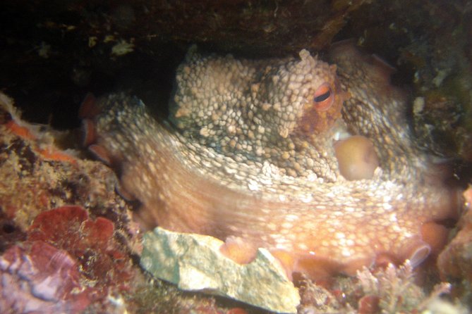 Diving day tour with 2 dives - Who this is best for in Dalmatia