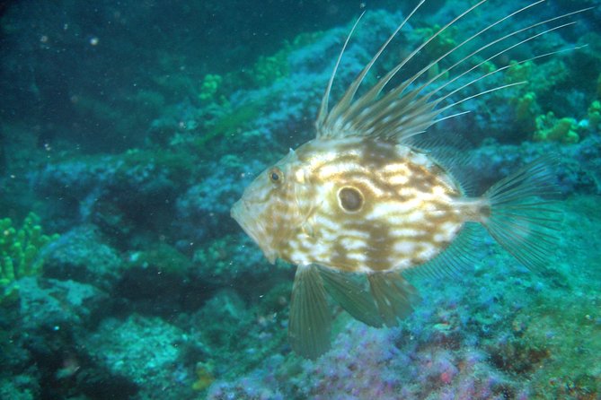 Diving day tour with 2 dives - Your underwater sites: Hvar, Brac, and Makarska Riviera features