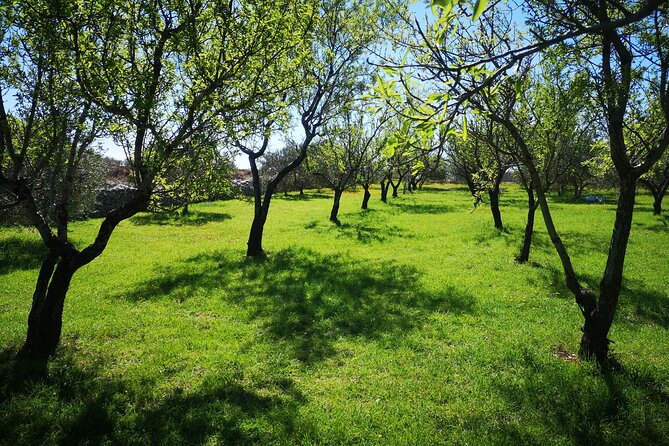 Family-run Vineyard Tour & Award Winning Wine Tasting/Delicacies - Bottling, Songs, and the Personal Touch That Makes It Stick