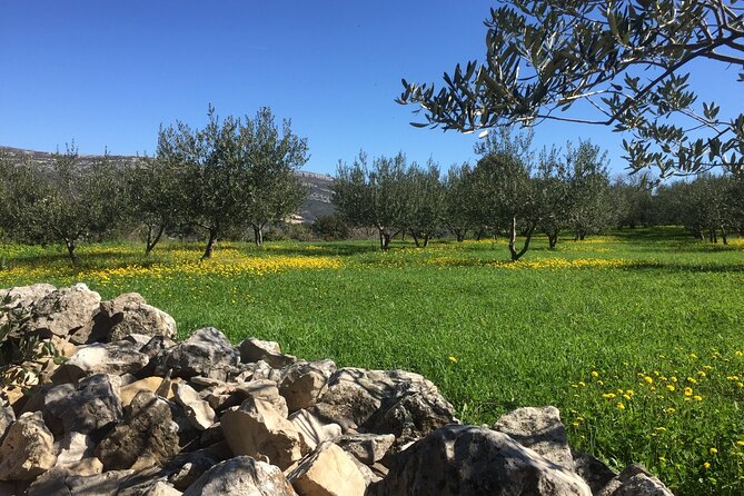 Family-run Vineyard Tour & Award Winning Wine Tasting/Delicacies - Price and Value: Is $225.18 Worth It?