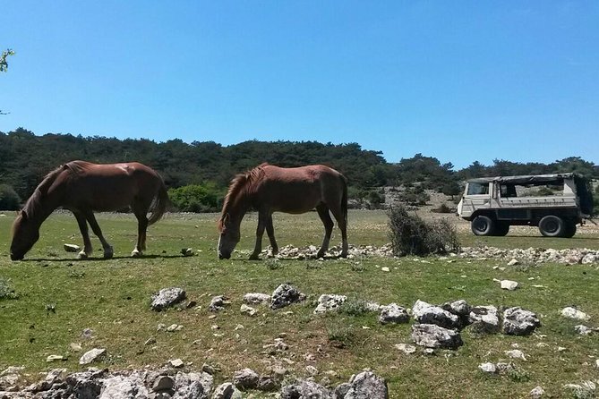 Feel and Taste island Brac with local experts - island adventure to remember - Supetar start, pickup coverage, and how the day flows