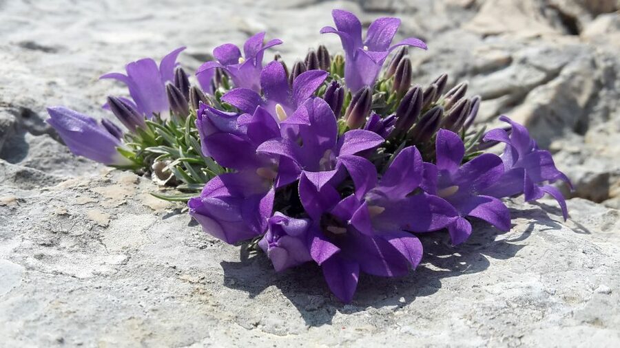 From Makarska: Biokovo Nature Park Guided Tour with Skywalk - The short mountain walk, flora, and what you might see