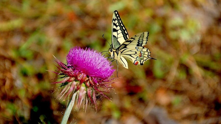 From Makarska: Biokovo Nature Park Guided Tour with Skywalk - Should you book this Biokovo Skywalk tour?