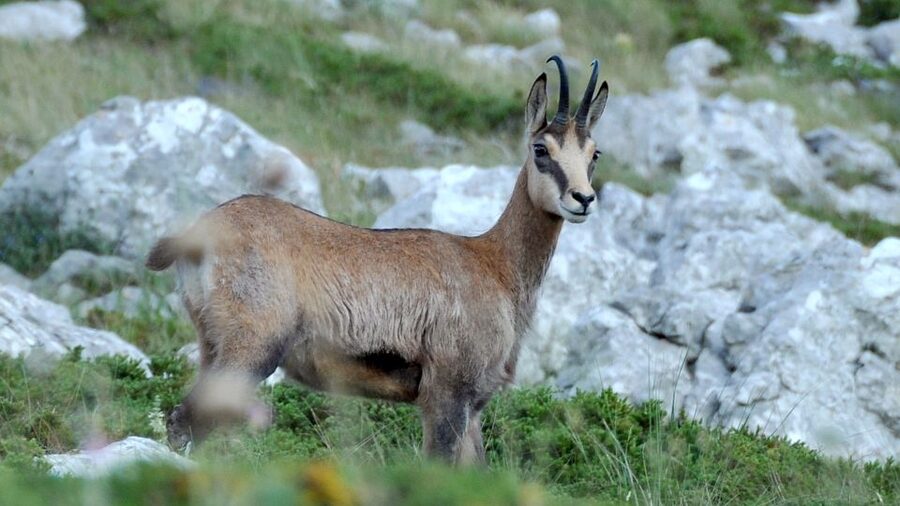 From Makarska: Biokovo Nature Park Guided Tour with Skywalk - Getting from Makarska up to Biokovo Nature Park