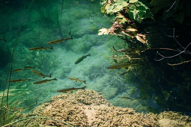 From Split: Krka Waterfalls, Food & Wine Tasting Tour - Price and value from Split, what the $44 gets you