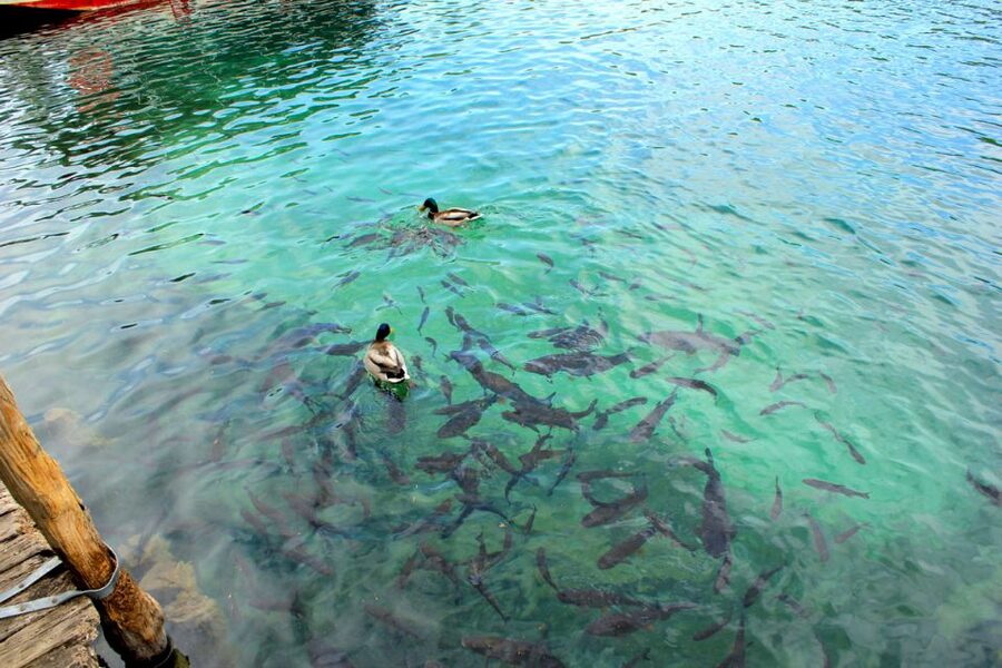 From Split: Plitvice Lakes Fully-Guided Day Tour - Key things that make this Plitvice tour worth your time