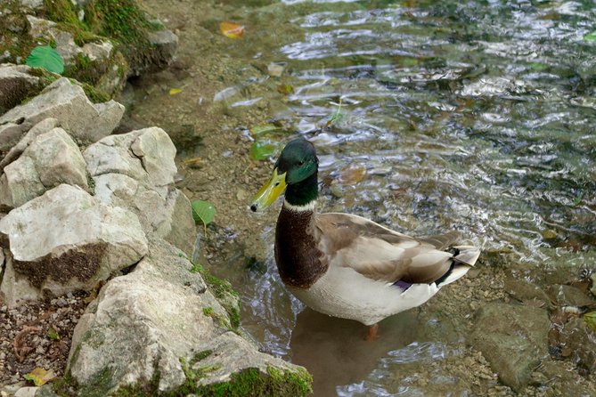 Full-Day Private Plitvice Lakes National Park Tour from Split - Who this tour suits best from Split