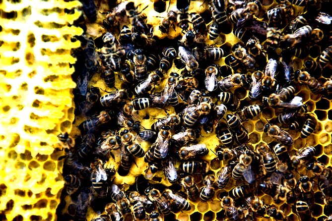 Give Bees a chance! - Tvrdic Honey on Solta, with Goran running the show