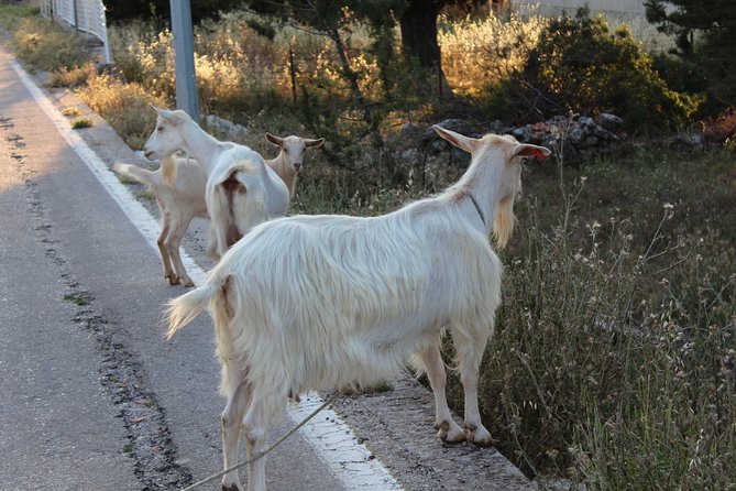 Hvar Hidden Gems Small Group Half Day Tour with Lunch or Dinner - Starting at St. Nicholas Hill: Your Fast Route to Hvar’s Map