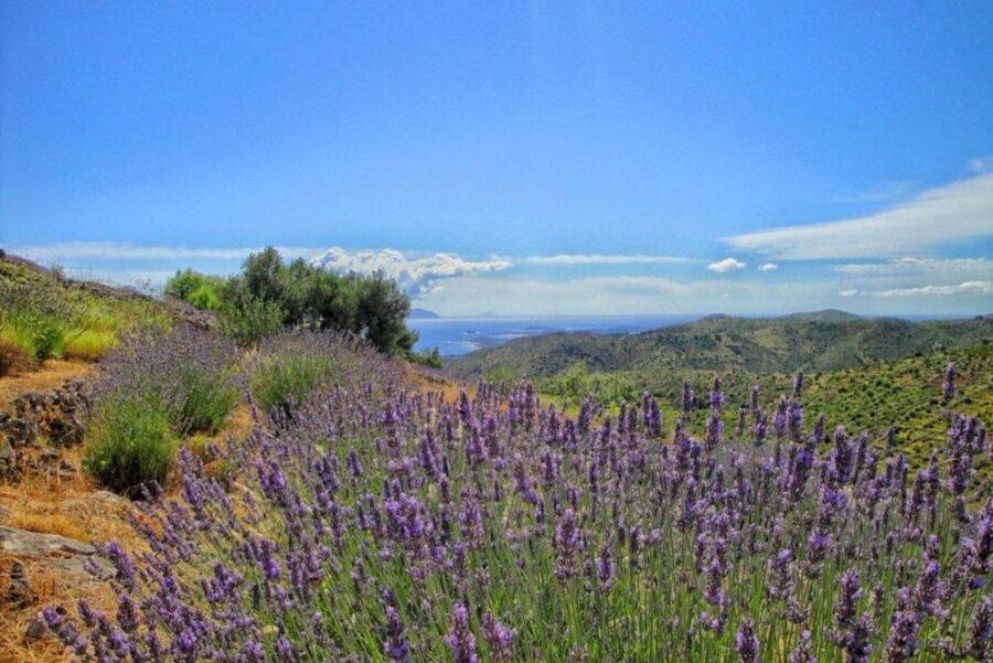 Hvar: Island tour with Wine and Olive Oil Tasting - St. Roko’s Chapel and the Stari Grad Plain UNESCO viewpoint