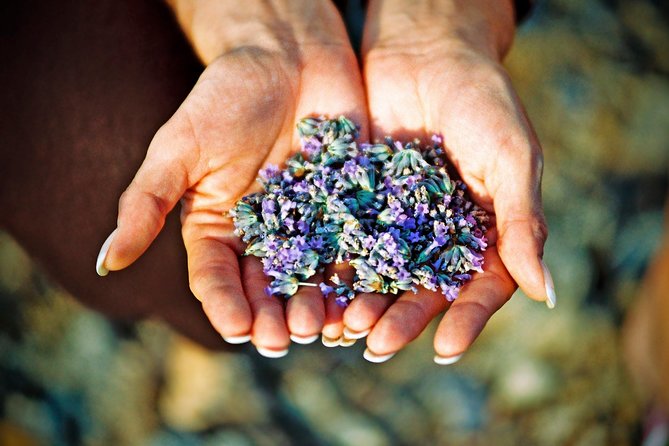 Hvar Lavender Small Group Tour - Key Points That Make This Tour Worth Your Time