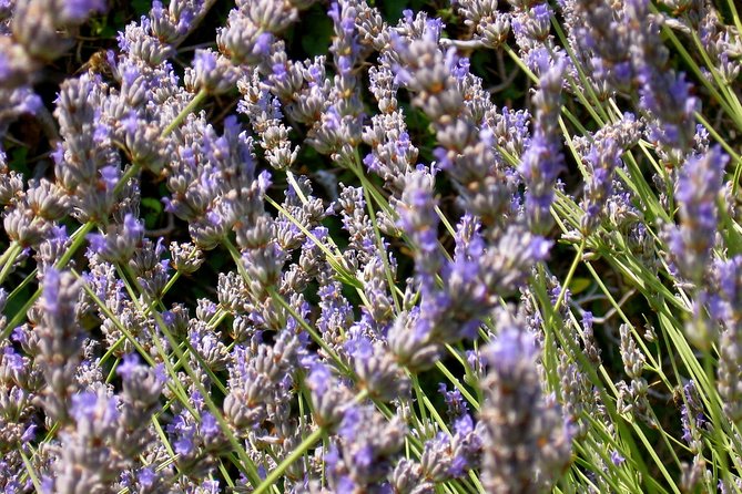 Hvar Lavender Small Group Tour - Stop 2: Velo Grablje Traditional Village Time and Lavender Cheesecake