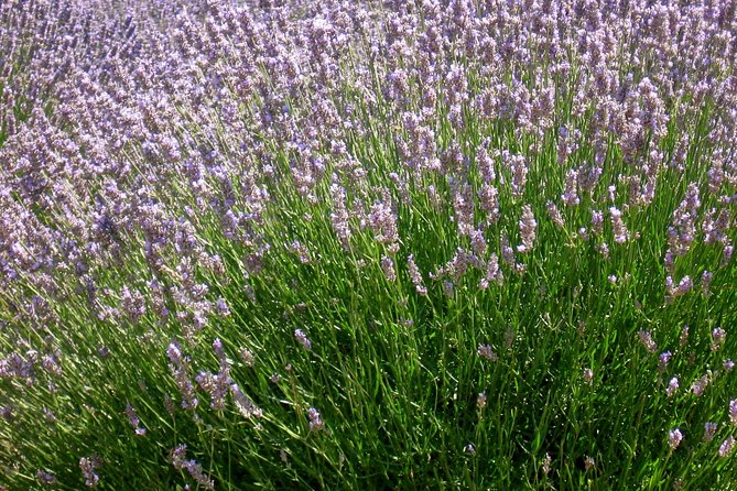 Hvar Lavender Small Group Tour - Price and Value: Is $143.20 a Fair Deal for Two Hours?