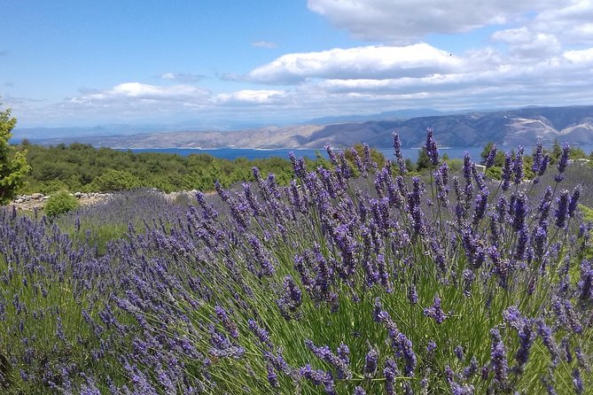 Hvar Lavender Tour - Velo Grablje: Traditional Dalmatian Life Off the Main Road