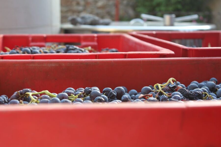 Hvar: Wine Lovers Tour to 3 Wineries with Local Tastings - Price, Value, and What You Might Buy