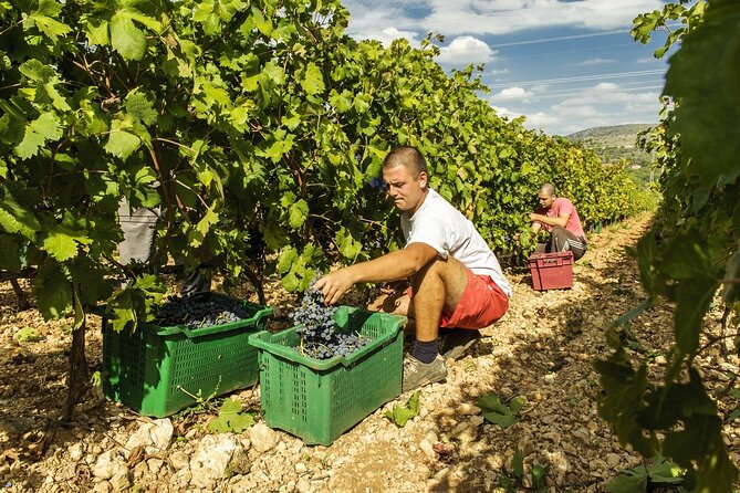 Krka Waterfalls & Dalmatian delights from Split or Trogir - Transport, group size, and timing: what keeps the day enjoyable