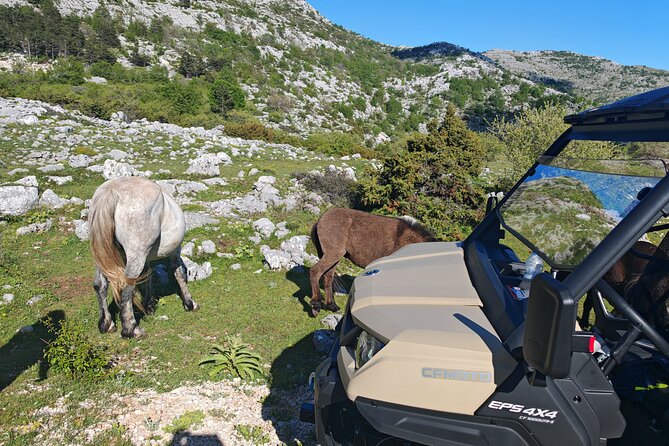 Makarska: Baggy Skywalk & Biokovo viewpoint Tour - Pickup, timing, and the small-group rhythm