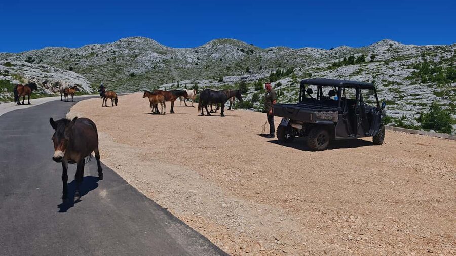 Makarska: Buggy Skywalk and Biokovo Tour - Skywalk Biokovo: timing it for sunset and making the most of the views