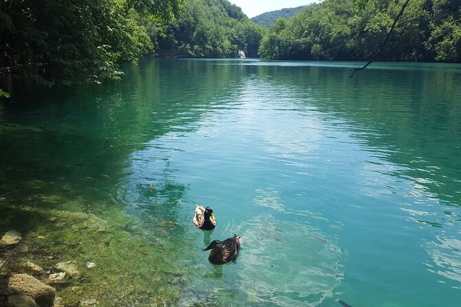 Plitvice Lakes Small Group Tour Ecco from Split or Trogir - Key things I’d watch for on this Plitvice day