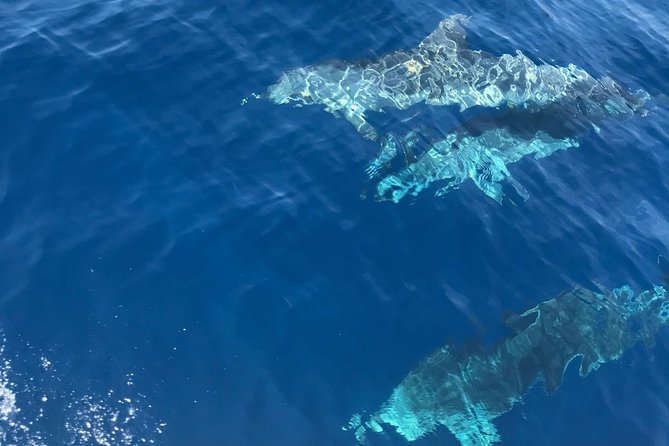 Private Blue Cave and Hvar - 5 Islands Tour - Budihovac Island: Sand, Snorkel Time, and a Beach Bar Break