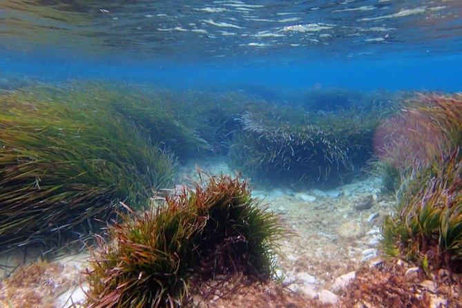 Private Half-Day Kayak Experience in Hvar and Pakleni Islands - Snorkeling Stops and Beach Time That Fits Your Mood