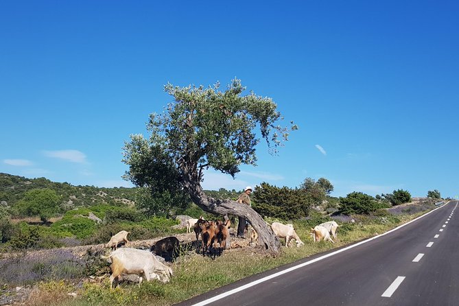Private Hvar Island Tour and Olive Oil Tasting - Price and value: what you’re paying for