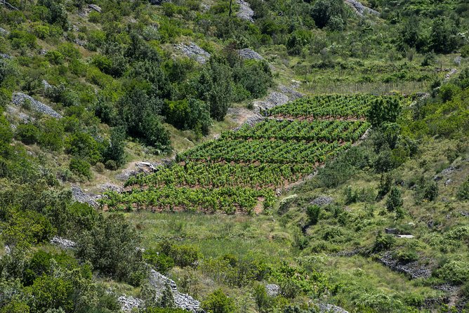Private Hvar Wine Tasting Tour - How the 3 hours usually play out on your Hvar day