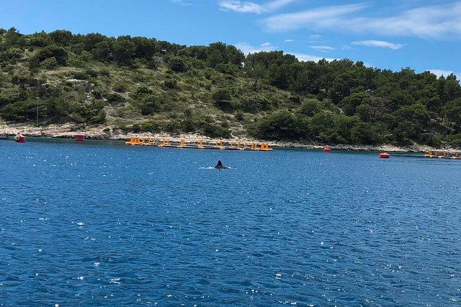 Secrets of Brac and Solta - Off the Beaten Track Croatia - Stomorska lunch at Restoran Turanj: budget it and enjoy it