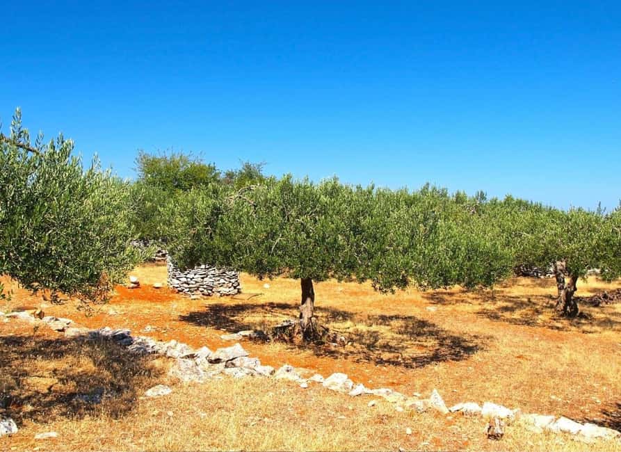 Sibenik: Stunning views, History & Tasting - Croatia in day - Lepuri olive grove and mill: the family stop that does the heavy lifting