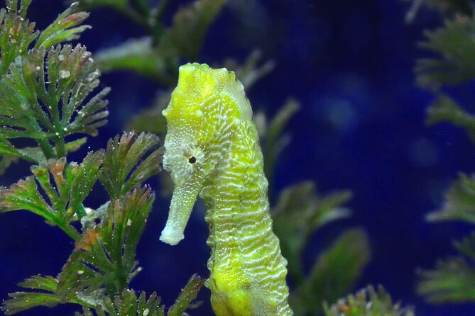Snorkeling tour Makarska Riviera, islands of Hvar or Brač - Snorkeling Stops: Lonely Bays, Fish Schools, Caves, And More