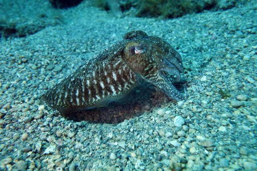 Split-Makarska-Brela Try SCUBA Dive - Should you book Bikini Dive for your first underwater scuba session?