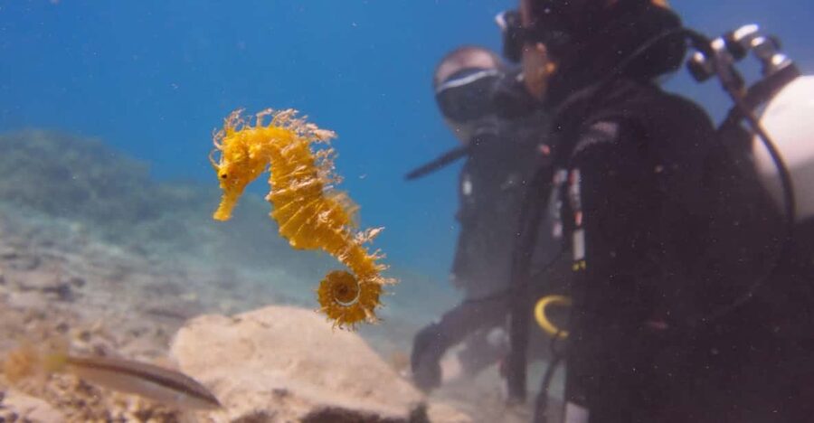 Split-Makarska-Brela Try SCUBA Dive - Private first scuba in Brela: fewer people, longer time underwater