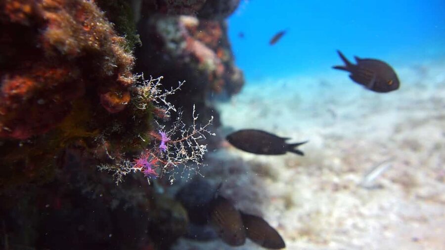 Split-Makarska-Brela Try SCUBA Dive - Price and logistics: why $176 can feel fair