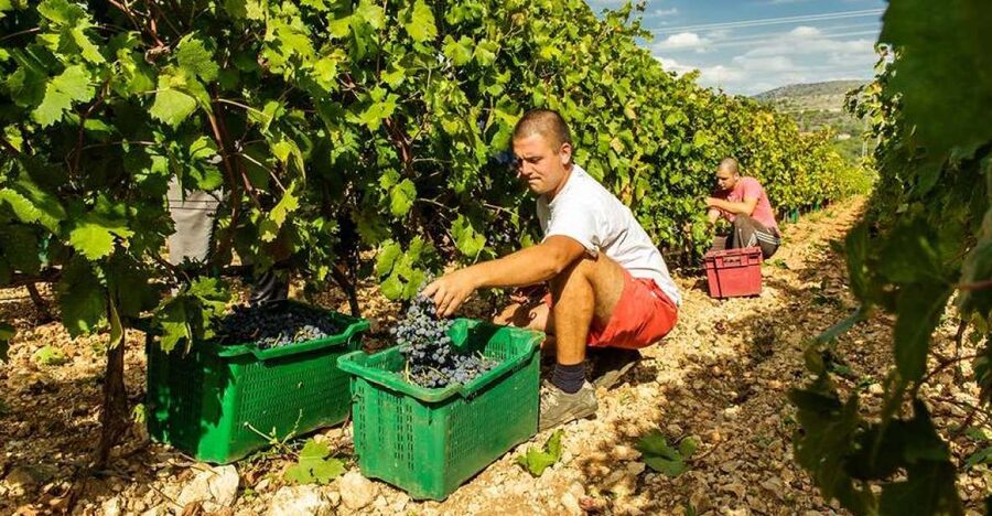 Split or Trogir: Krka Waterfalls & Wine and Food tasting - Why this trip works: Krka plus wine, with just enough structure