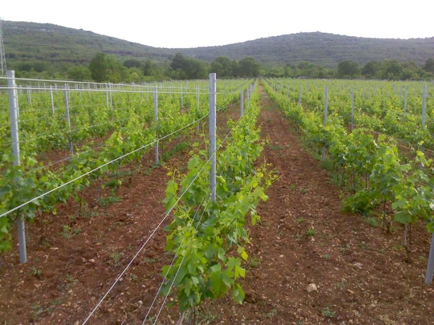 Split or Trogir: Krka Waterfalls & Wine and Food tasting - Ranch Rak near Šibenik: wine tasting with a real guide setup