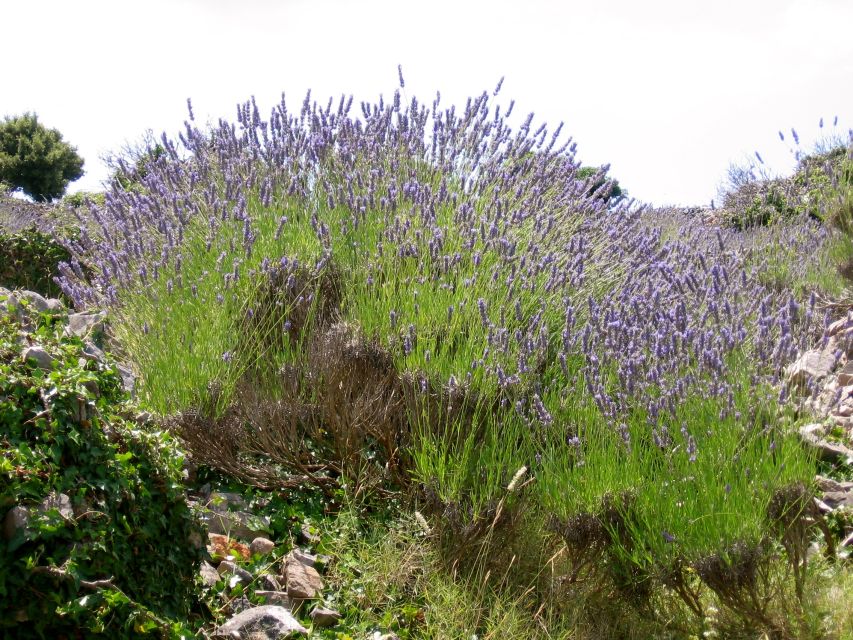 The Best of Hvar in a Day with Wine tasting and Local Dinner - Who should pick this tour, and who may want a different plan