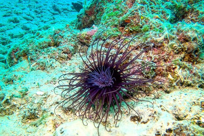 Try Scuba Diving in Split - Why this Split try-scuba setup works (and feels friendly)