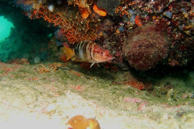 Try Scuba Diving in Split - Getting to the start: Put Trstenika 8 and a clean 9:00 start