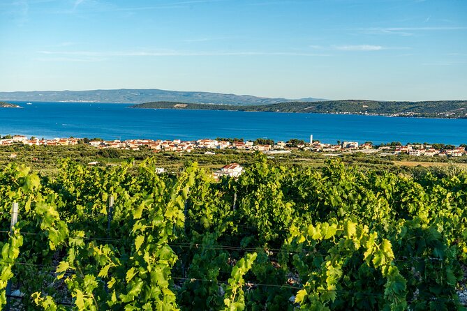 Vineyard Experience: Wine Tasting near Split - Meeting in Split: Diocletian’s Palace to the Vineyard Transfer